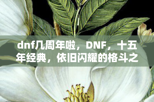 依旧闪耀的格斗之旅图片