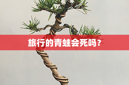 旅行的青蛙会死吗？