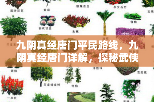 九阴真经唐门平民路线，九阴真经唐门详解，探秘武侠世界的隐秘门派