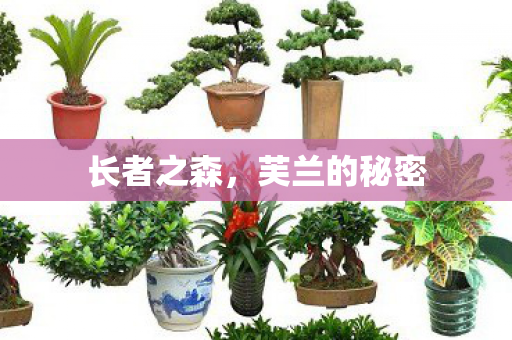 长者之森，芙兰的秘密