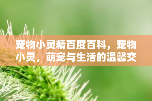 宠物小灵精百度百科，宠物小灵，萌宠与生活的温馨交响曲