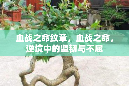 血战之命纹章，血战之命，逆境中的坚韧与不屈