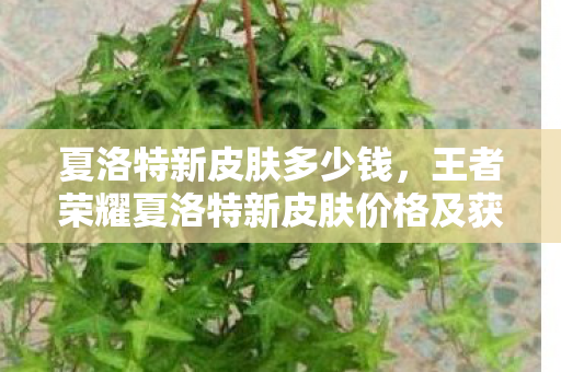 夏洛特新皮肤多少钱，王者荣耀夏洛特新皮肤价格及获取方式详解