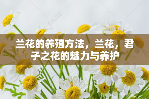 兰花的养殖方法,兰花,君子之花的魅力与养护 兰花的养殖方法,兰花,君子之花的魅力与养护