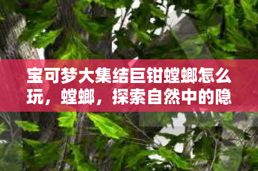 宝可梦大集结巨钳螳螂怎么玩,螳螂,探索自然中的隐形猎手 宝可梦大集结巨钳螳螂怎么玩,螳螂,探索自然中的隐形猎手
