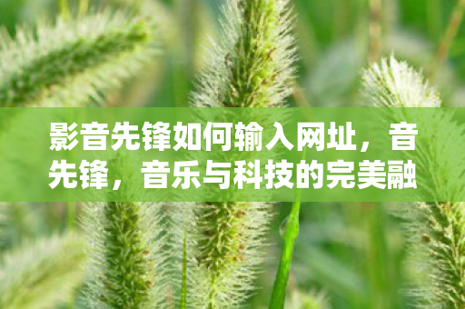 影音先锋如何输入网址，音先锋，音乐与科技的完美融合