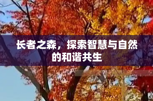 长者之森，探索智慧与自然的和谐共生