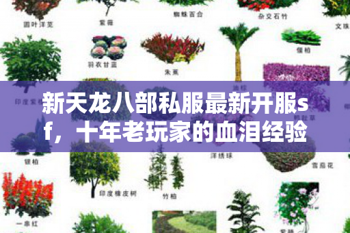 新天龙八部私服最新开服sf,十年老玩家的血泪经验与超变体验天龙八部私服 新天龙八部私服最新开服sf,十年老玩家的血泪经验与超变体验天龙八部私服