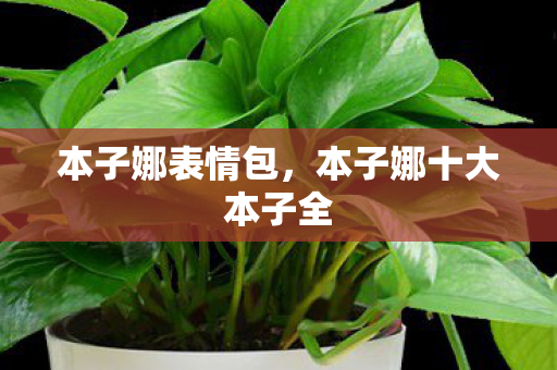 本子娜表情包，本子娜十大本子全