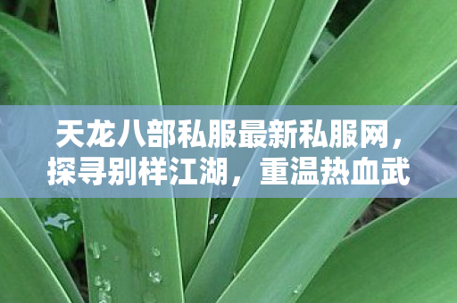 天龙八部私服最新私服网图片