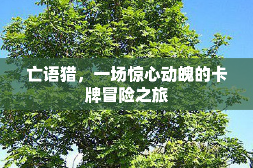 一场惊心动魄的卡牌冒险之旅图片