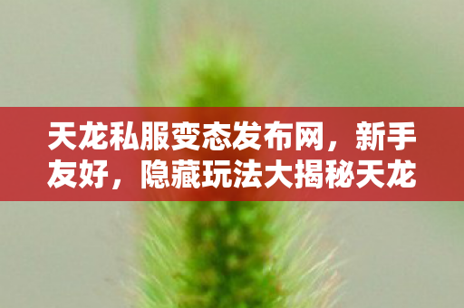 天龙私服变态发布网,新手友好,隐藏玩法大揭秘天龙私服 天龙私服变态发布网,新手友好,隐藏玩法大揭秘天龙私服