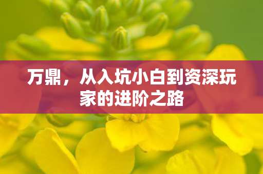 从入坑小白到资深玩家的进阶之路图片