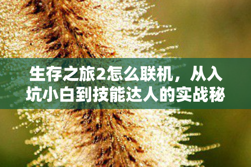 从入坑小白到技能达人的实战秘籍图片