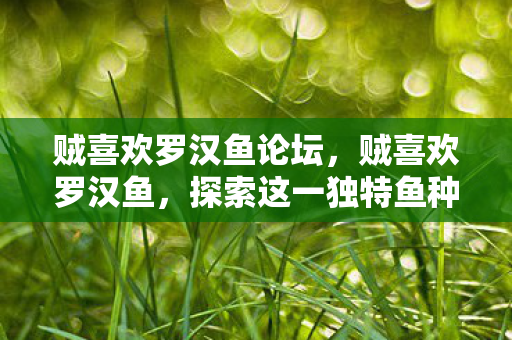 贼喜欢罗汉鱼论坛,贼喜欢罗汉鱼,探索这一独特鱼种的魅力 贼喜欢罗汉鱼论坛,贼喜欢罗汉鱼,探索这一独特鱼种的魅力
