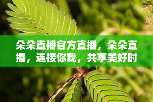 朵朵直播官方直播,朵朵直播,连接你我,共享美好时光 朵朵直播官方直播,朵朵直播,连接你我,共享美好时光