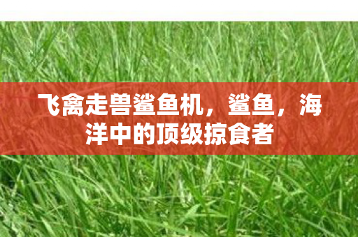 飞禽走兽鲨鱼机，鲨鱼，海洋中的顶级掠食者