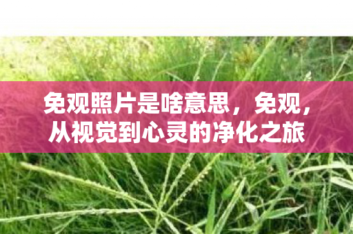 免观照片是啥意思，免观，从视觉到心灵的净化之旅