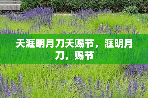 天涯明月刀天赐节，涯明月刀，赐节