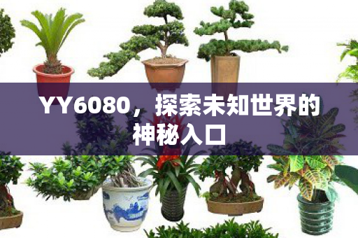 YY6080,探索未知世界的神秘入口 YY6080,探索未知世界的神秘入口