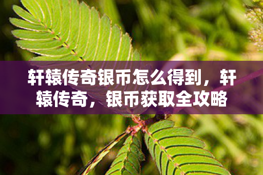 轩辕传奇银币怎么得到，轩辕传奇，银币获取全攻略