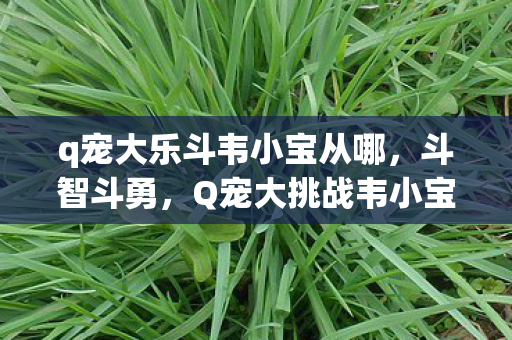 q宠大乐斗韦小宝从哪，斗智斗勇，Q宠大挑战韦小宝