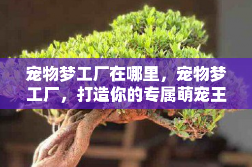 宠物梦工厂在哪里,宠物梦工厂,打造你的专属萌宠王国 宠物梦工厂在哪里,宠物梦工厂,打造你的专属萌宠王国