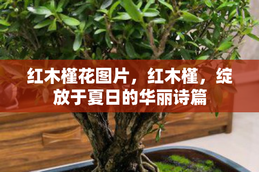 红木槿花图片，红木槿，绽放于夏日的华丽诗篇