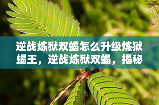 逆战炼狱双蝎怎么升级炼狱蝎王，逆战炼狱双蝎，揭秘背后的故事与独特魅力