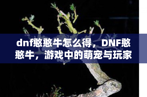 dnf憨憨牛怎么得，DNF憨憨牛，游戏中的萌宠与玩家的欢乐伙伴