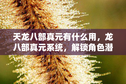 天龙八部真元有什么用,龙八部真元系统,解锁角色潜力的神秘钥匙 天龙八部真元有什么用,龙八部真元系统,解锁角色潜力的神秘钥匙