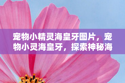 宠物小精灵海皇牙图片,宠物小灵海皇牙,探索神秘海洋的奇幻之旅 宠物小精灵海皇牙图片,宠物小灵海皇牙,探索神秘海洋的奇幻之旅