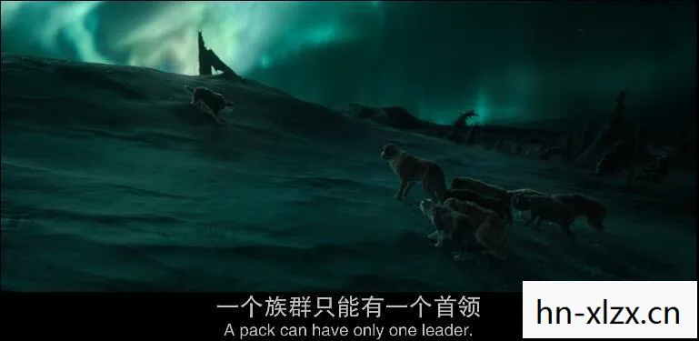 探索自然与内心的野性图片