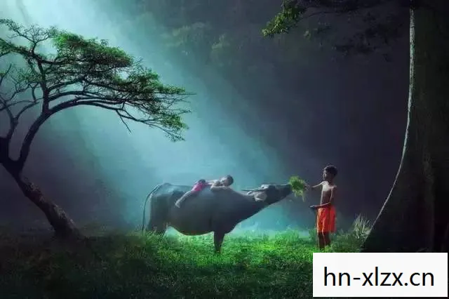 灵魂莲华，探索内心深处的宁静与力量