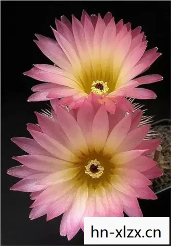月下仙人的神秘花朵图片