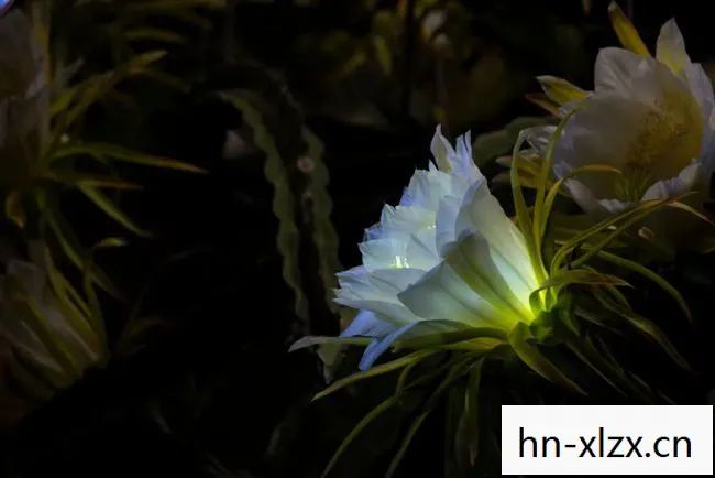 优昙花,月下仙人的神秘花朵 优昙花,月下仙人的神秘花朵