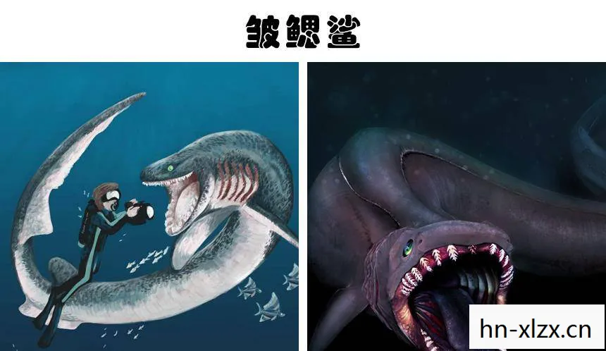鬼鱼，深海中的神秘生物