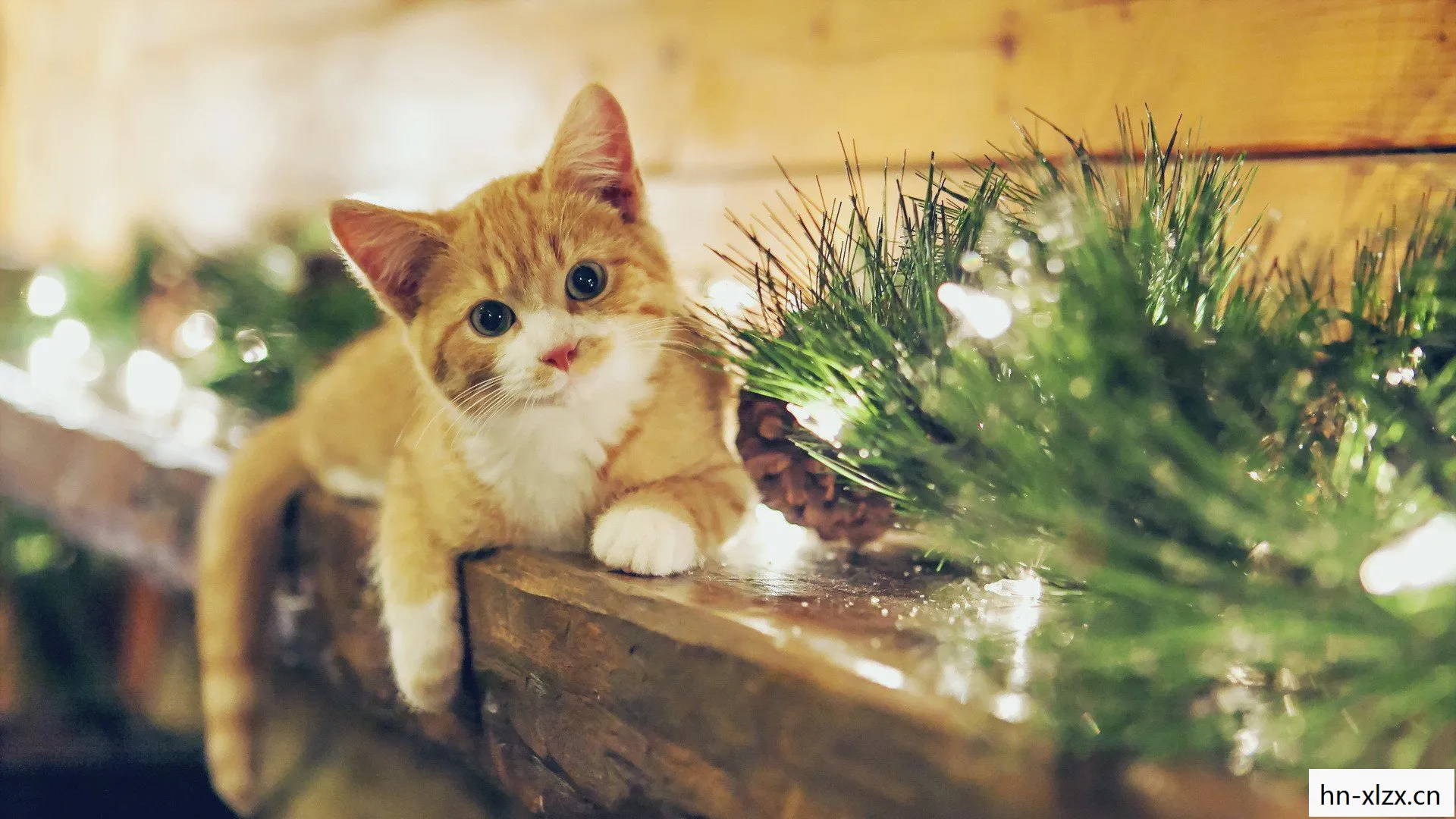 猫咪的奇妙世界与我们的日常生活图片