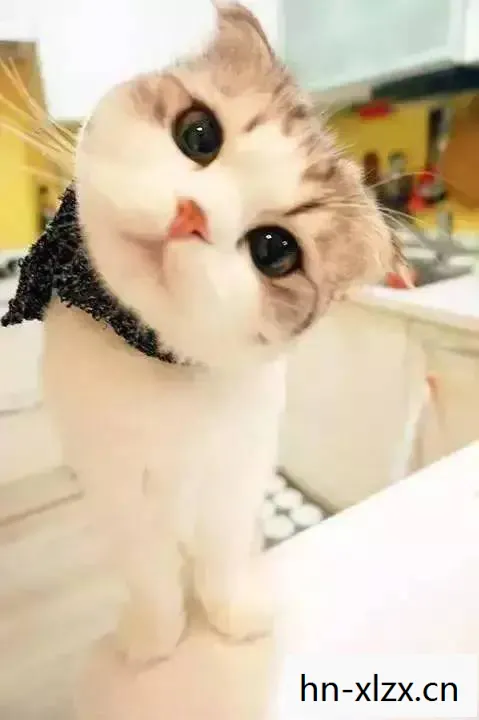 喵吉,猫咪的奇妙世界与我们的日常生活 喵吉,猫咪的奇妙世界与我们的日常生活