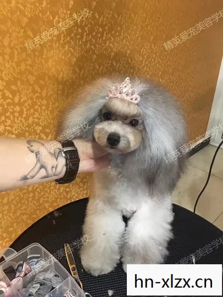 剑灵宠物美容师,打造你的专属萌宠 剑灵宠物美容师,打造你的专属萌宠