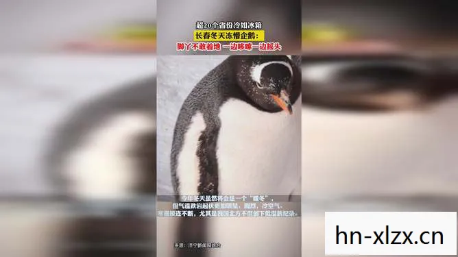 长春冬天冻懵企鹅,脚丫不敢着地 长春冬天冻懵企鹅,脚丫不敢着地