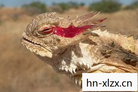 热乎乎的鬣蜥人蛋,探索神秘生物的独特美食 热乎乎的鬣蜥人蛋,探索神秘生物的独特美食