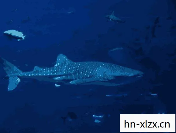 深海猎鲨，探索未知世界的神秘生物