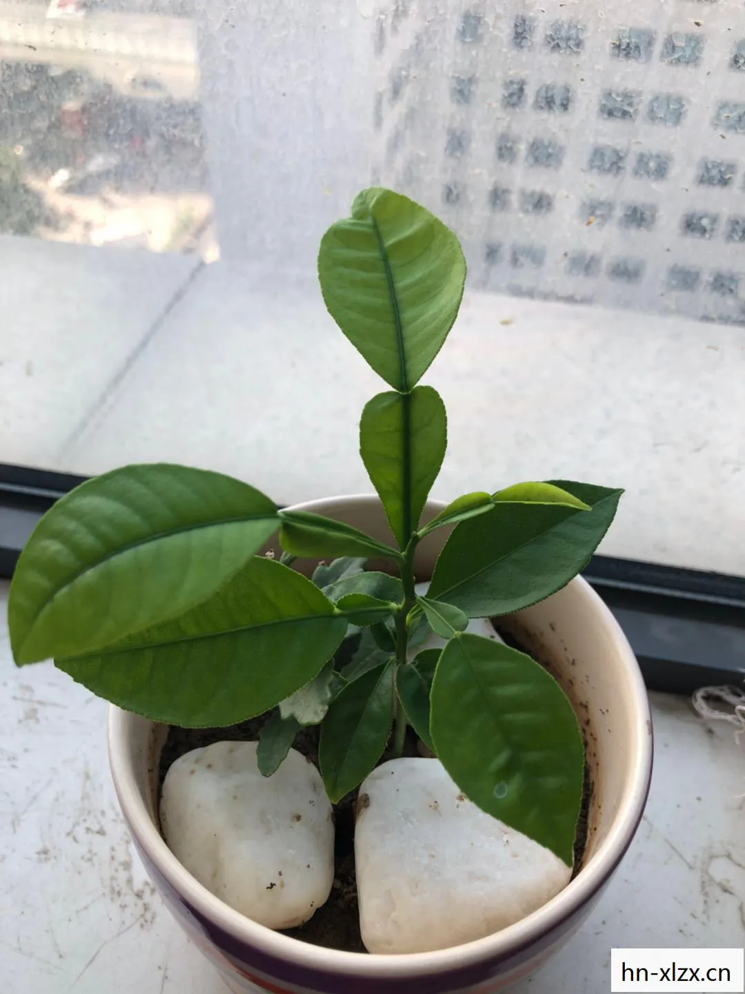 柚叶香的功效与作用及禁忌是什么图片