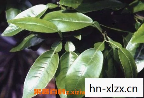 柚叶香的功效与作用及禁忌是什么，柚叶，自然馈赠的芳香疗愈师