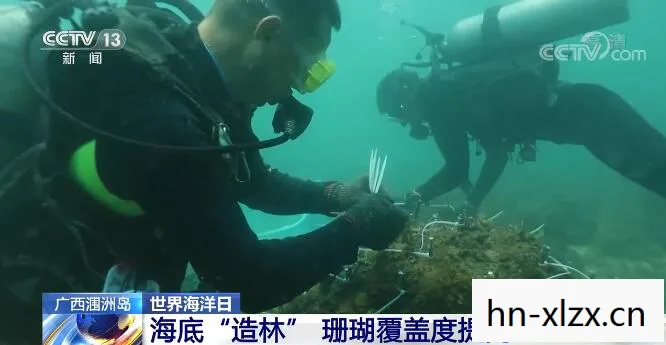 鱼叉,海洋生态的守护者还是非法捕捞的利器? 鱼叉,海洋生态的守护者还是非法捕捞的利器?