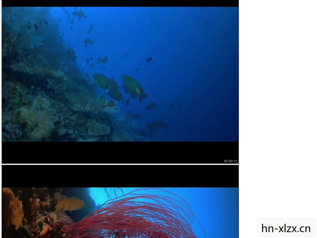 深海水母图片,深海水母,海洋深处的神秘居民 深海水母图片,深海水母,海洋深处的神秘居民