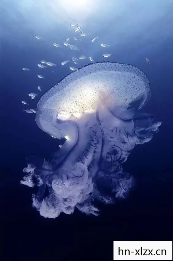 深海水母图片,深海水母,海洋深处的神秘居民 深海水母图片,深海水母,海洋深处的神秘居民