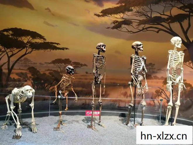 我的起源官网下载入口，我的起源，探索生命与宇宙的奥秘