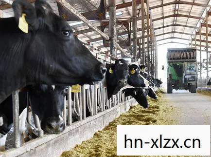疯狂的奶牛，揭秘奶牛养殖业的秘密与未来